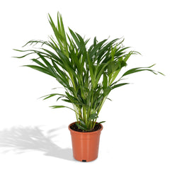 Dypsis Lutescens - Areca Palm - Ø17cm - ↕60cm