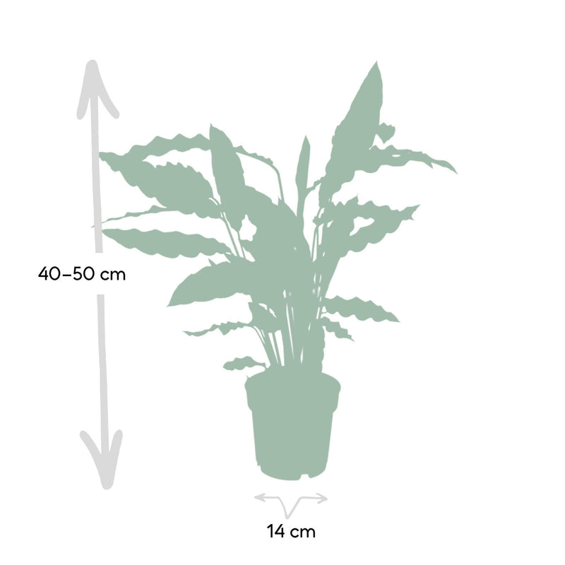 Calathea Rufibarba - Pauwenplant - Ø14cm - ↕50cm