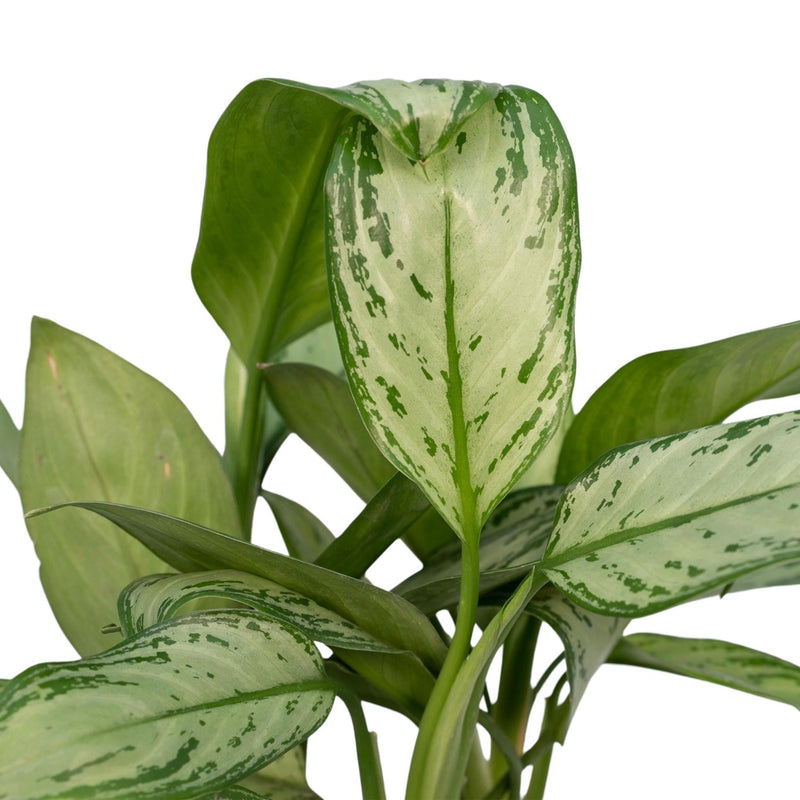 Aglaonema Christina - ø12cm - ↕30cm