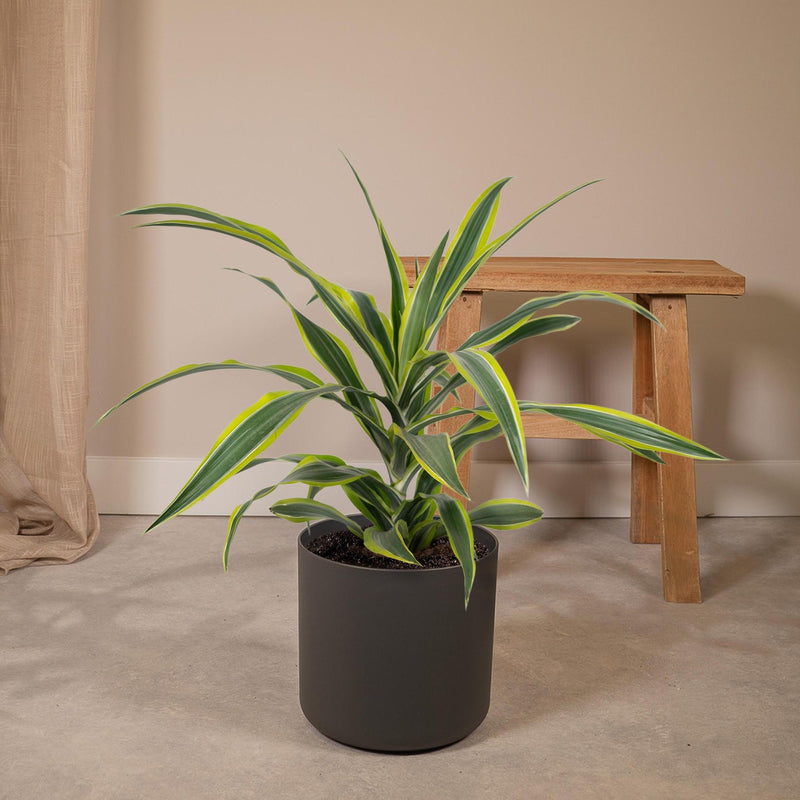 Dracaena Fragrans Lemon Lime - Drakenboom - Ø17cm - ↕40cm