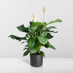 Spathiphyllum - Lepelplant - ø19cm - ↕80cm