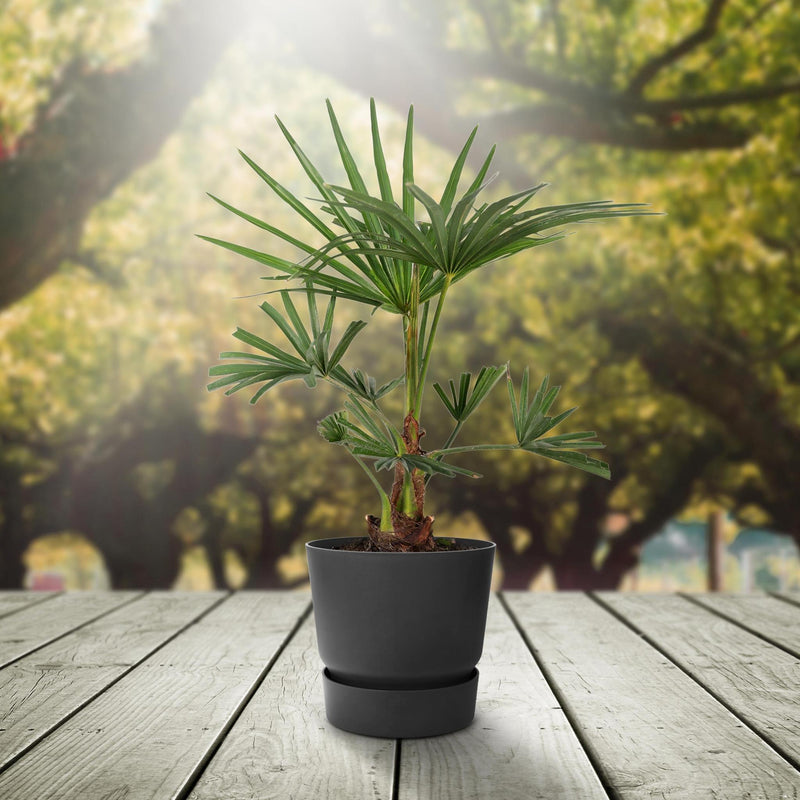 Trachycarpus fortunei - 45cm - Ø15