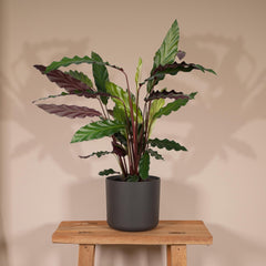 Calathea Rufibarba - Pauwenplant - Ø14cm - ↕50cm