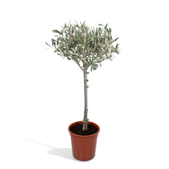 Olea op stam - Olijf - Ø19cm - ↕90cm