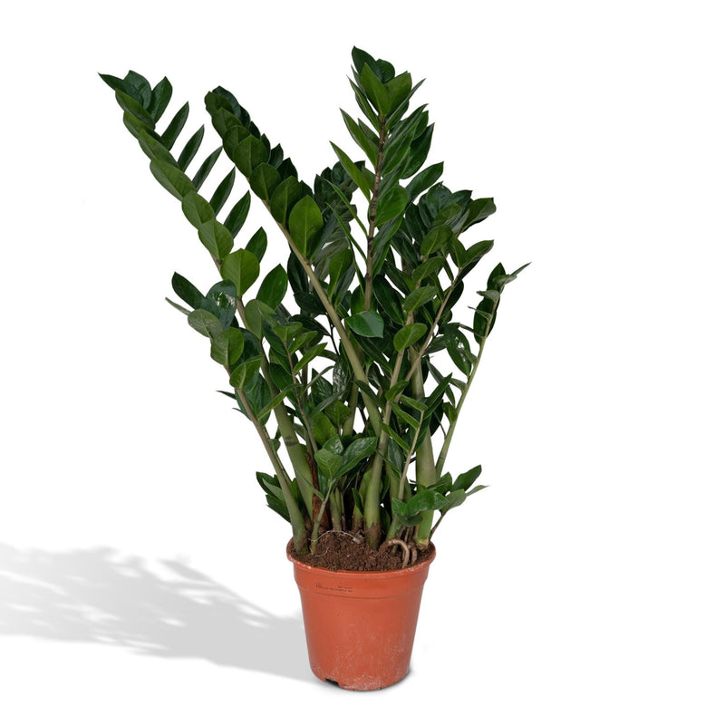 Zamioculcas Zamiifolia - Emerald palm - 80cm - Ø21