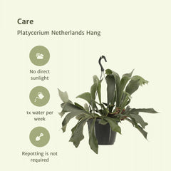 Platycerium Netherlands Hang - Hertshoornvaren - Ø17cm - ↕30cm