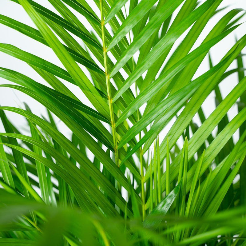 Dypsis Lutescens - Areca Palm - Ø21cm - ↕110cm