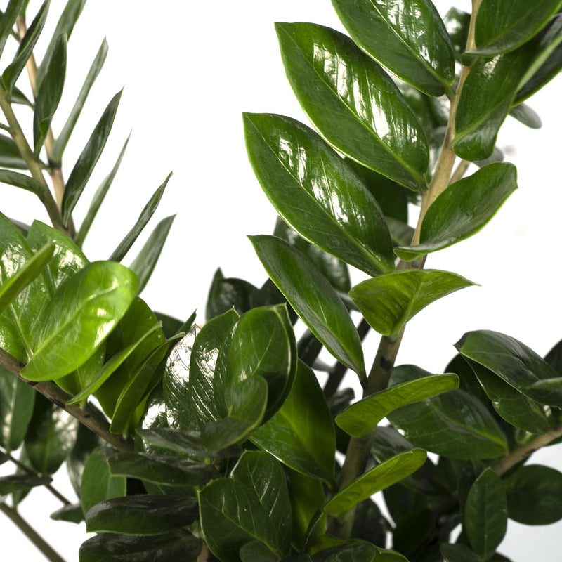 Zamioculcas Zamiifolia - Emerald palm - Ø21cm - ↕80cm