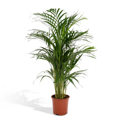 Dypsis Lutescens - Areca Palm - Ø21cm - ↕110cm