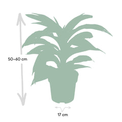 Dracaena Fragrans Wit Bont - Drakenboom - Ø17cm - ↕50cm