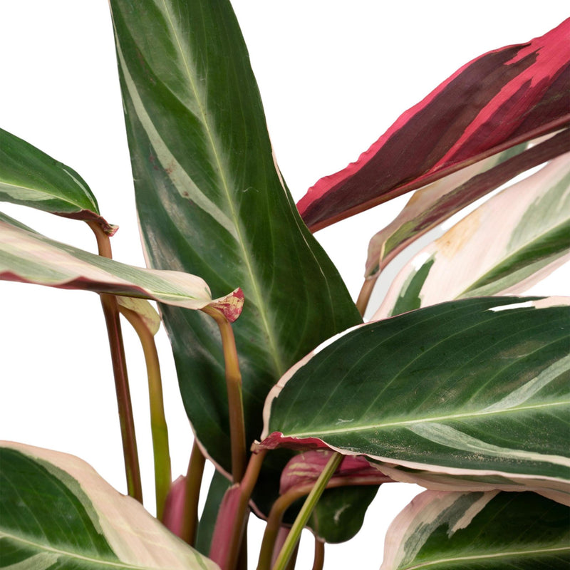 Calathea Triostar - Ø19cm - ↕70cm