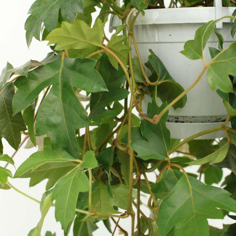 Cissus Ellen Danic - Ø17cm - ↕70cm