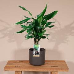 Dracaena Fagrans Steudneri Green - ↨55cm - Ø17cm