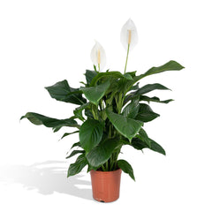 Spathiphyllum - Lepelplant - ø19cm - ↕80cm