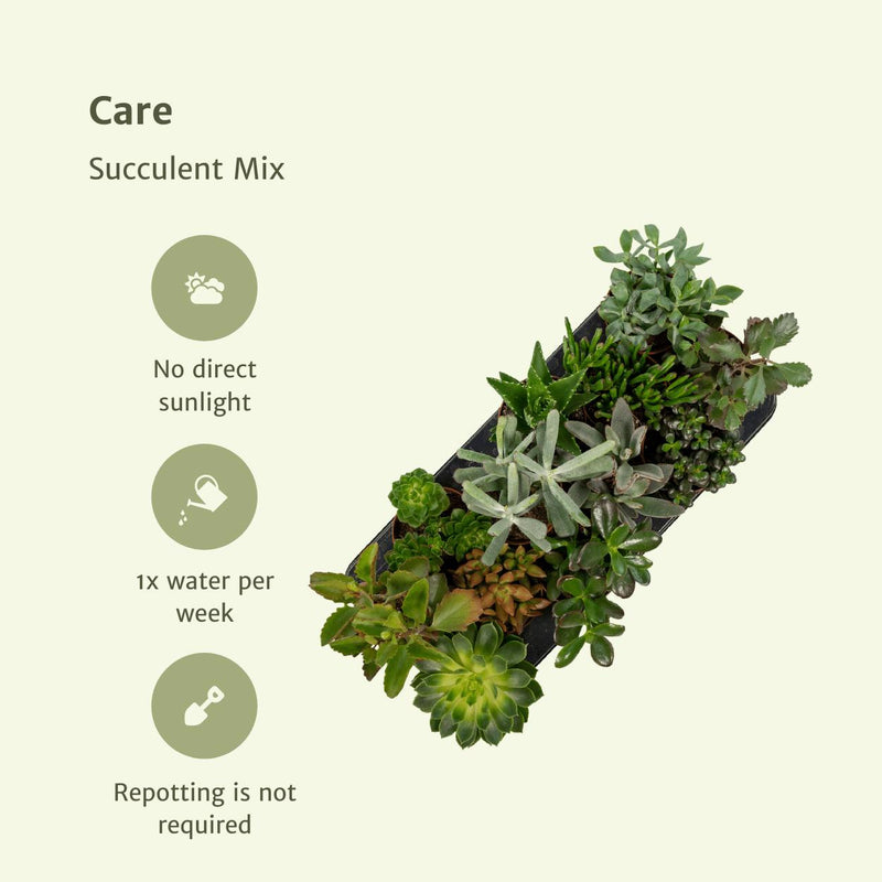 Succulenten Mix - 6 stuks - ø10,5cm - ↕12cm
