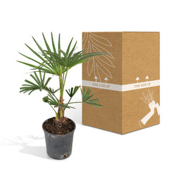 Trachycarpus fortunei - 45cm - Ø15