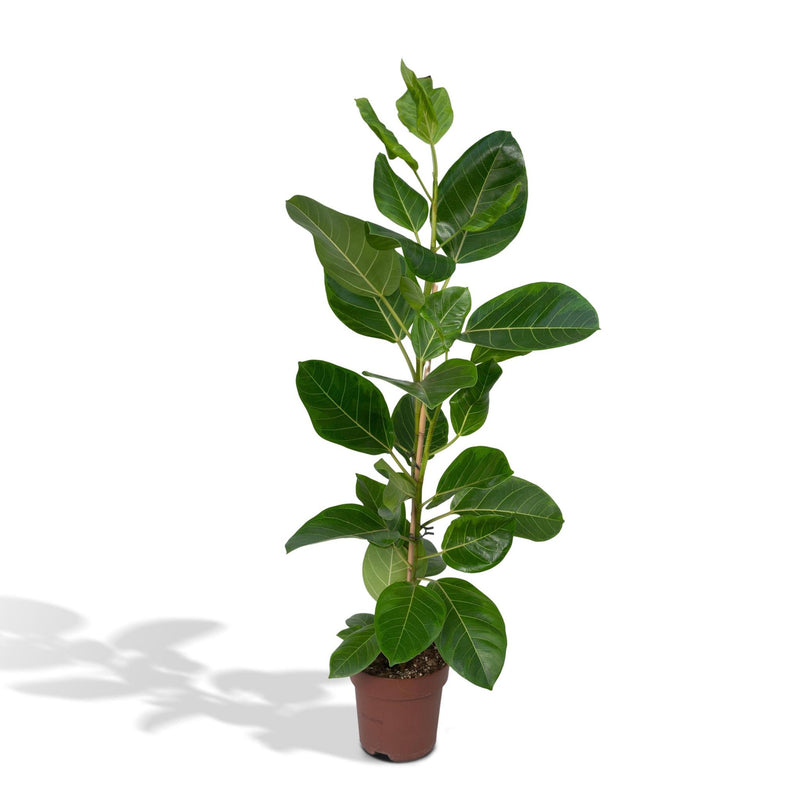 Ficus Altissima - Rubberplant - Ø21cm - ↕85cm