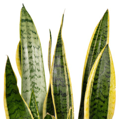 Sansevieria Laurentii - Vrouwentong - Ø14cm - ↕40cm