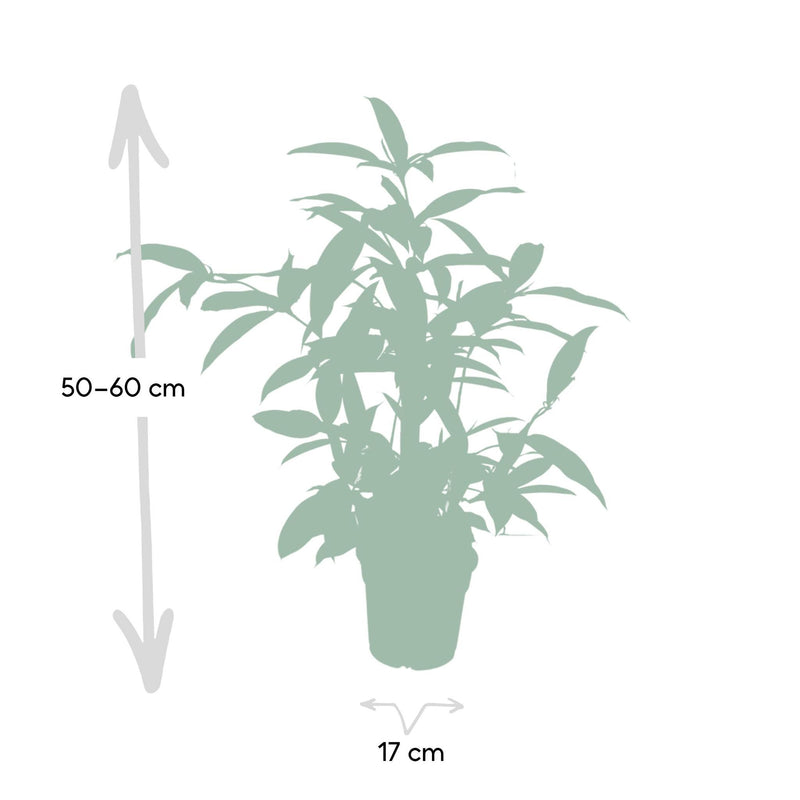 Dracaena Surculosa - Drakenboom - Ø17cm - ↕60cm