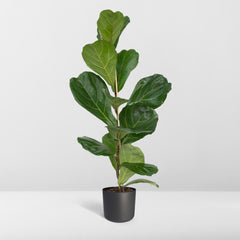 Ficus Lyrata - Rubberplant - 75cm - Ø17