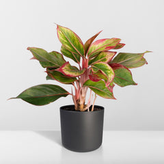 Aglaonema Crete - ø12cm - ↕30cm