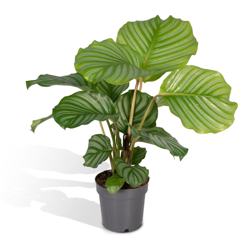 Calathea Orbifolia - Pauwenplant - ø14cm - ↕50cm