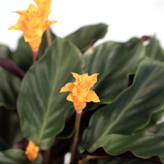 Calathea Crocata - Pauwenplant - ø14cm - ↕40cm