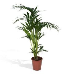Howea Forsteriana - Kentiapalm - 120cm - Ø24