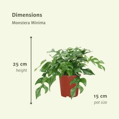 2x Monstera Minima - Gatenplant - 25cm - ø15