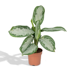 Aglaonema Silver Bay - Chinese Evergreen - 55cm - Ø17