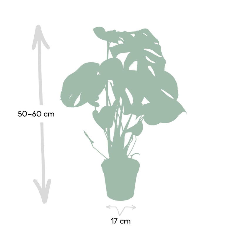 Monstera Deliciosa - Gatenplant - Ø17cm - ↕55cm