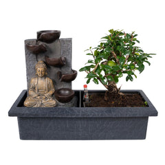 Bonsai Waterval (budha) - 30cm - Ø15