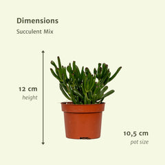 Everspring - Succulenten Mix - 12 stuks - 12 cm - ø10,5