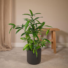Dracaena Surculosa - Drakenboom - Ø17cm - ↕60cm