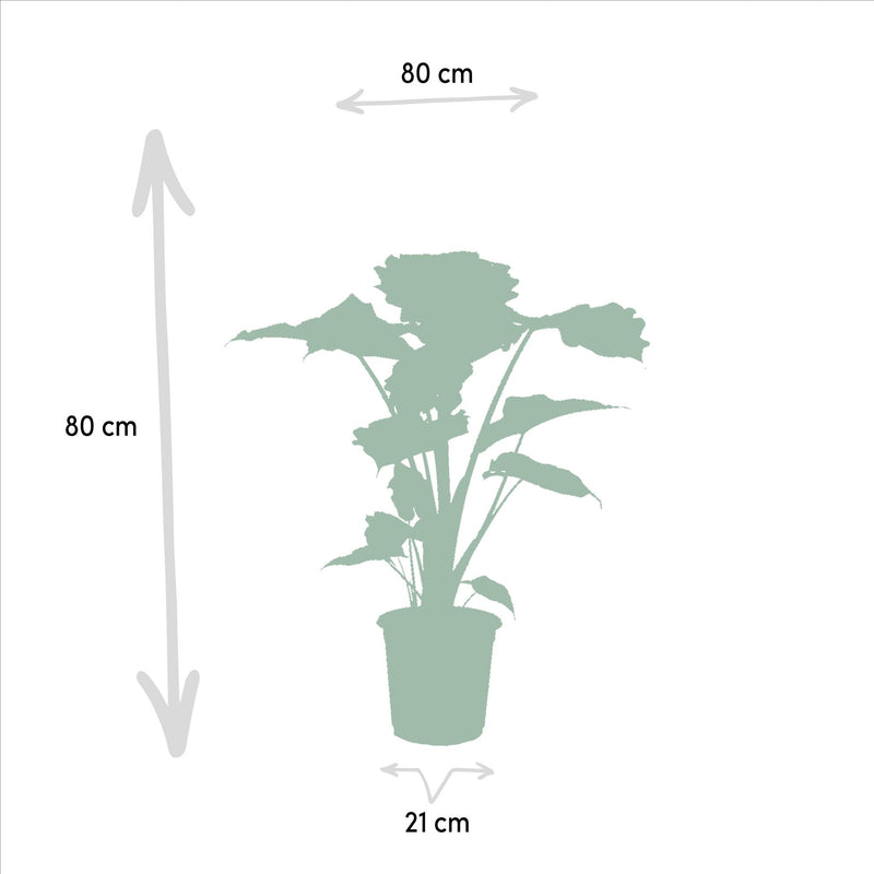 Alocasia Portodora - Ø21cm - ↕80cm