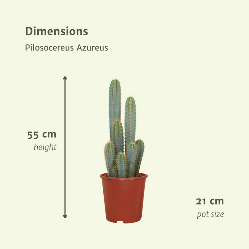 Pilosocereus Azureus - Cactus - Ø21cm - ↕55cm