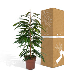 Ficus Amstel King - Treurvijg - ø21cm - ↕100cm