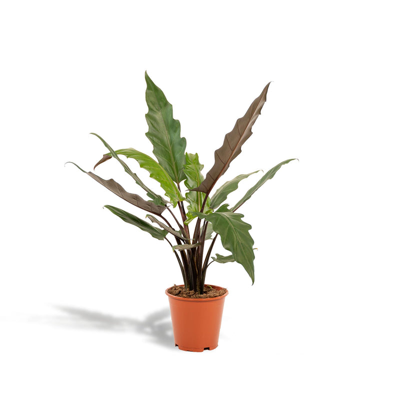 Alocasia Lauterbachiana - ↨80cm - Ø19cm