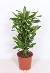 Dracaena Golden Coast - Ø27cm - ↕110cm