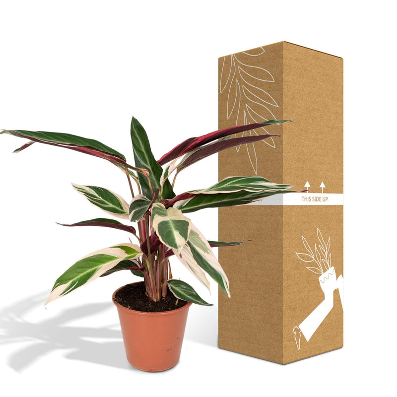 Calathea Triostar - Ø19cm - ↕70cm