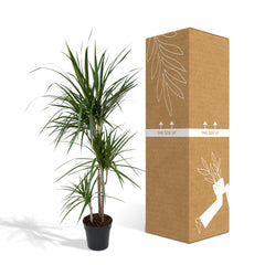 Dracaena Marginata - Drakenboom - 115cm - Ø21