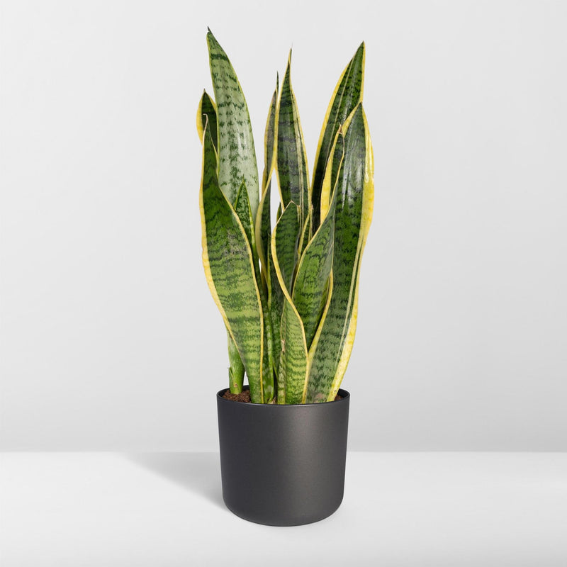 Sansevieria Laurentii - Vrouwentong - Ø14cm - ↕40cm