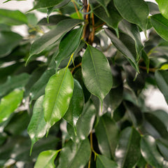 Ficus benjamina Danielle - ↨95cm - Ø21cm