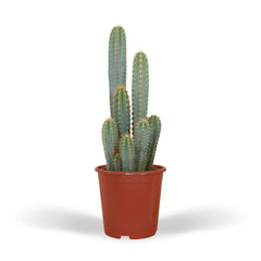 Pilosocereus Azureus - Cactus - Ø21cm - ↕55cm
