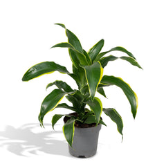 Dracaena Fragrans Groen Geel - Drakenboom - 40cm - Ø17