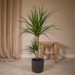 Dracaena Marginata - Drakenboom - Ø17cm - ↕70cm