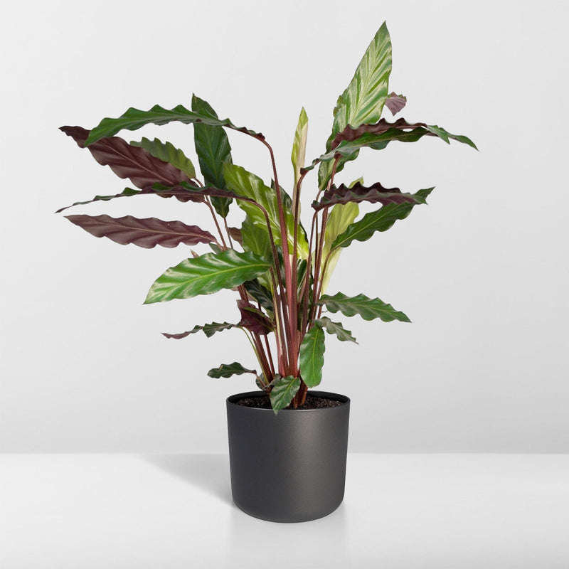 Calathea Rufibarba - Pauwenplant - Ø14cm - ↕50cm