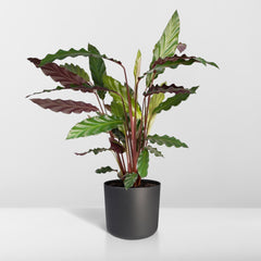 Calathea Rufibarba - Pauwenplant - Ø14cm - ↕50cm