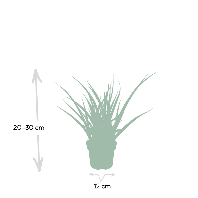 Sansevieria Fernwood Punk - Vrouwentong - Ø12cm - ↕30cm