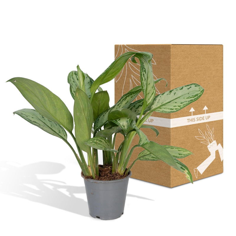 Aglaonema Christina - ø12cm - ↕30cm